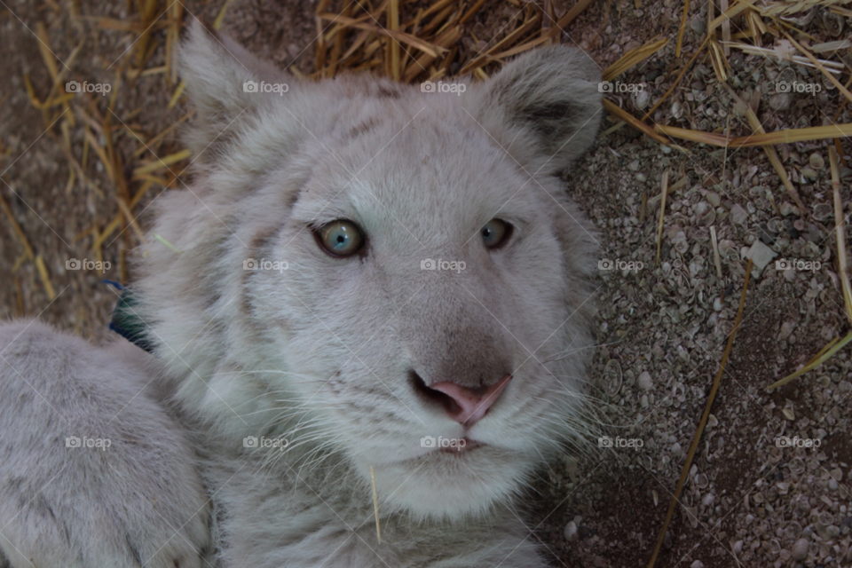 nature blue white animal by ederpino