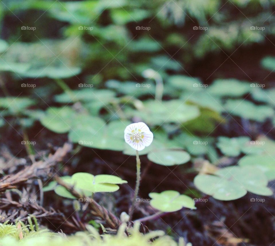 Single Sorrel at Jedediah State Park in the Redwood National Park in California USA