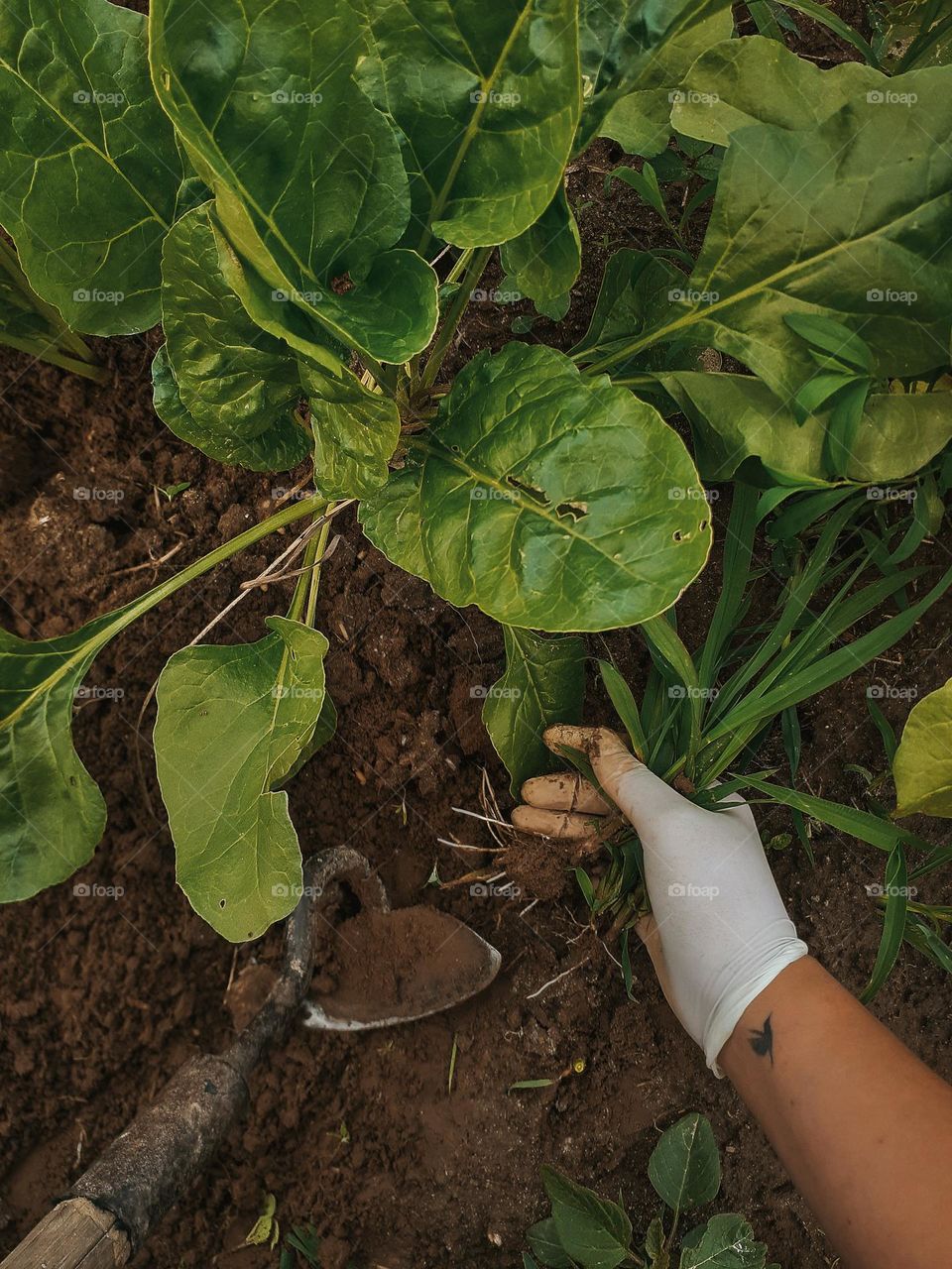 Cleaning vegetables from weeds