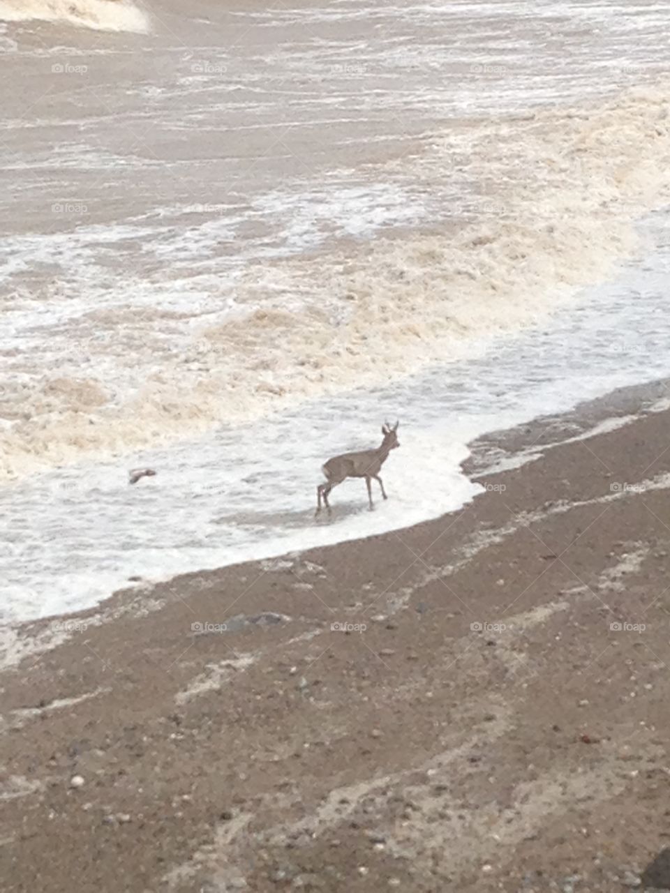 Deer tiptoeing through the surf