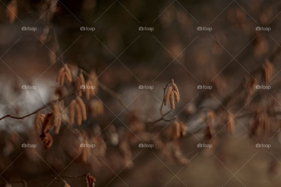 Nature forest details by manual Helios lens