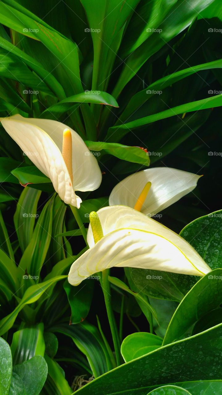 lilies leaves flower fauna