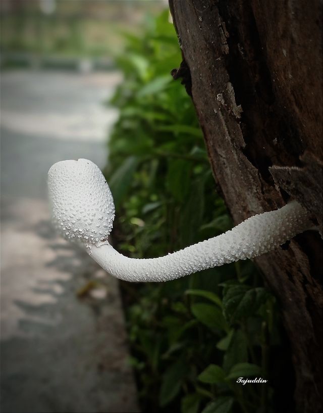 color white