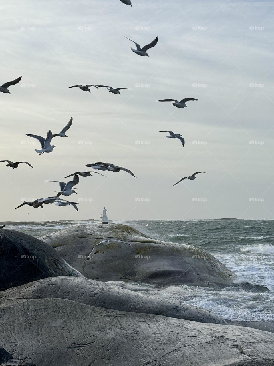 Love to feed the seagulls 