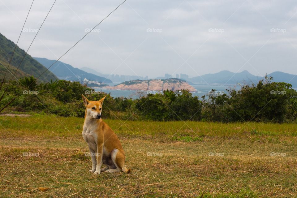 Lovely dog in wild 