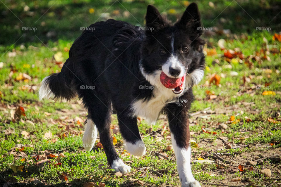 A dog running and cering Red Ball in the mouth