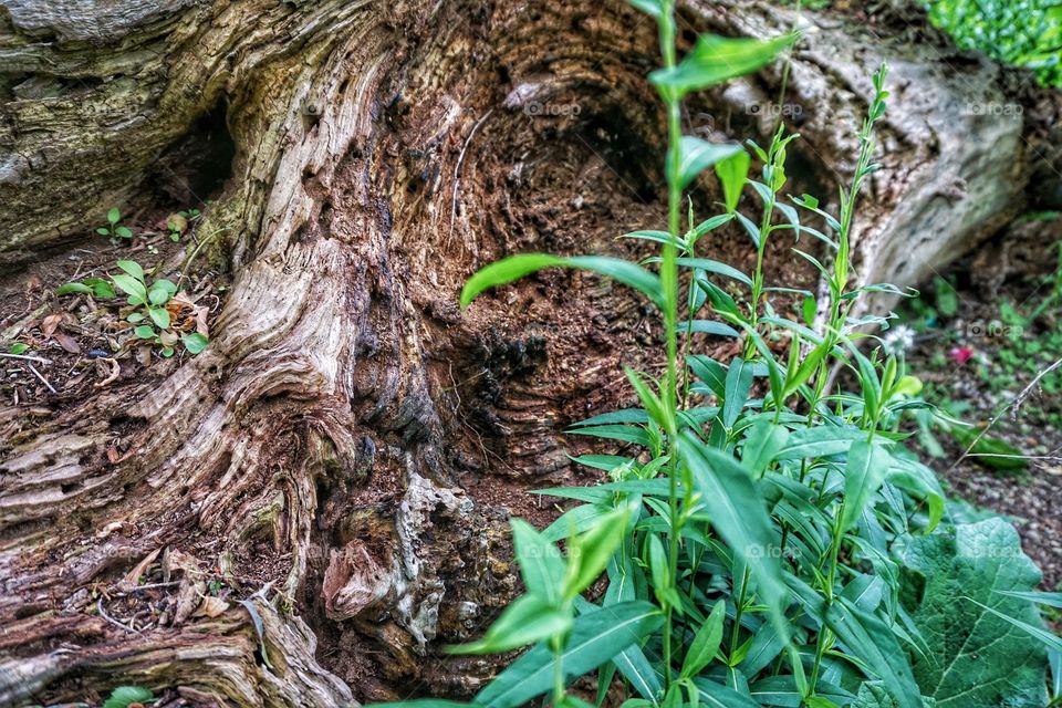 Old Tree Stump