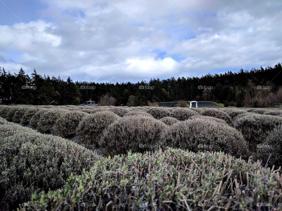 lavender fields