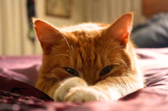 Favorite cat