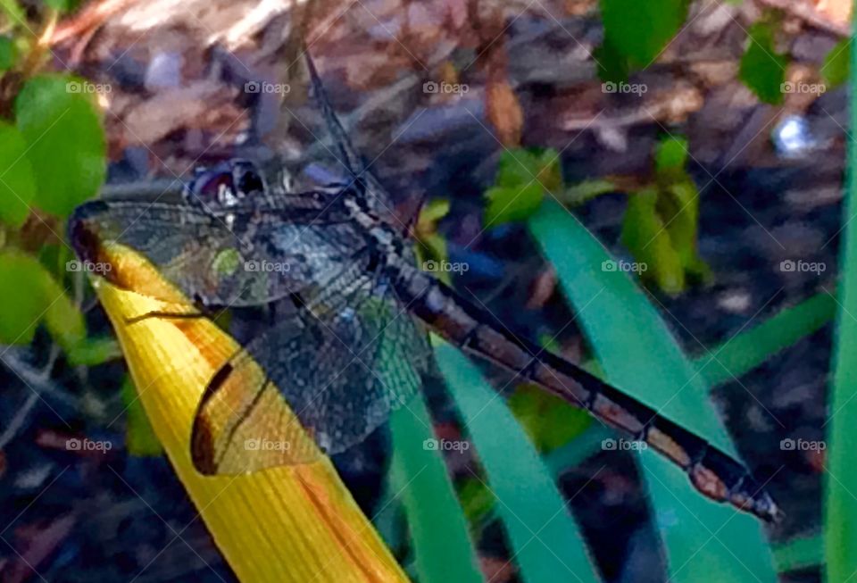 Dragonfly