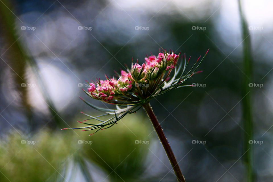 Pink Flower with Bokeh