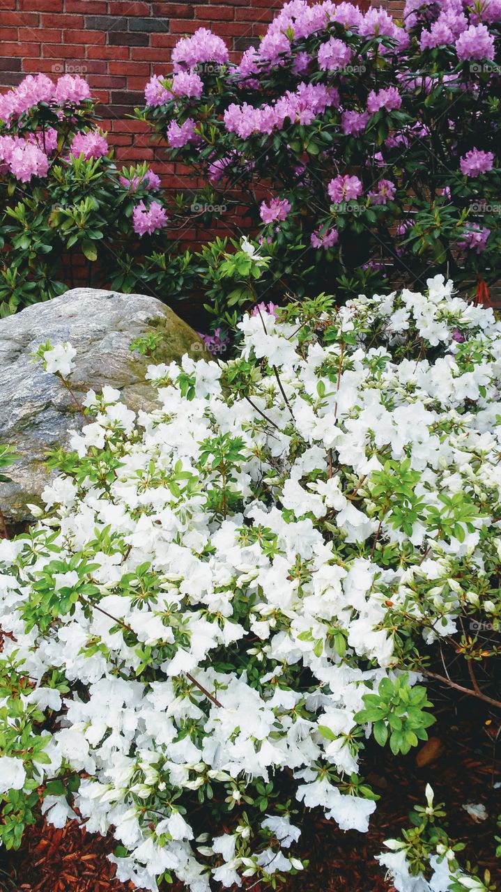 spring. flowers. beauty