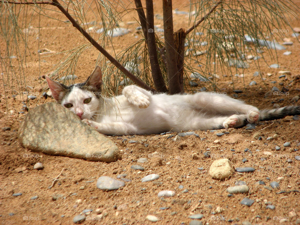 shadow cat mammals desert by hofit25