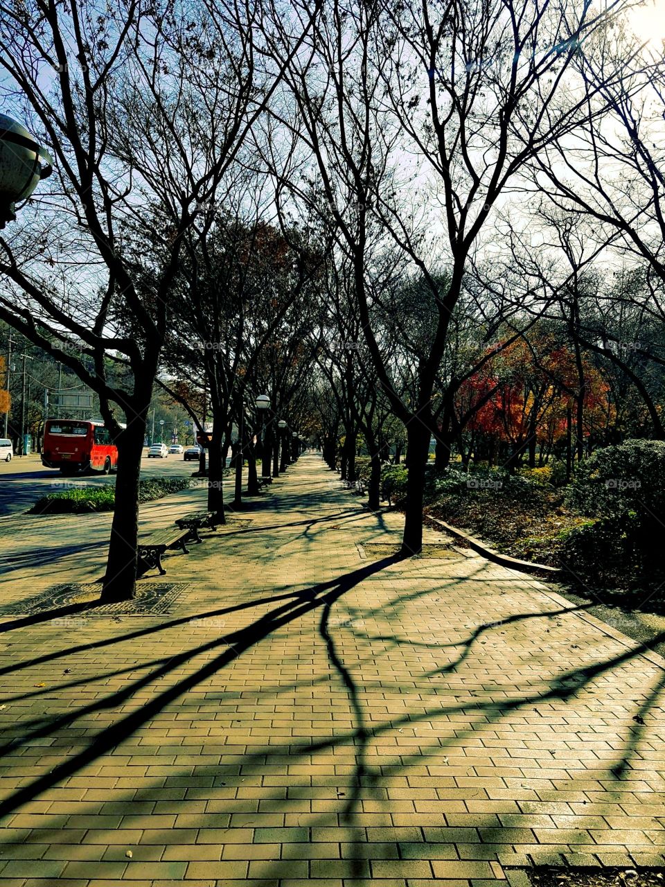 The side walk at the city on fall season.
some tress are empty.
some leaves are changing into different colors which i love most during fall season.. it makes me happy watching those colorful trees everywhere.