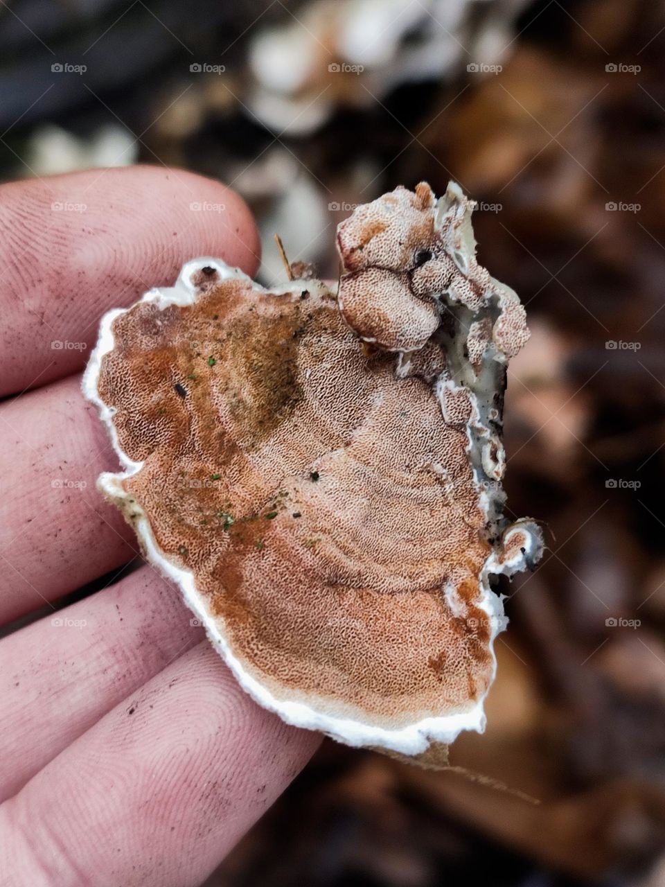 Gloeoporus dichrous close up