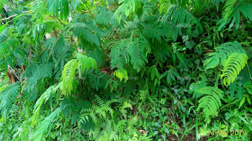 green sumlangs godongers