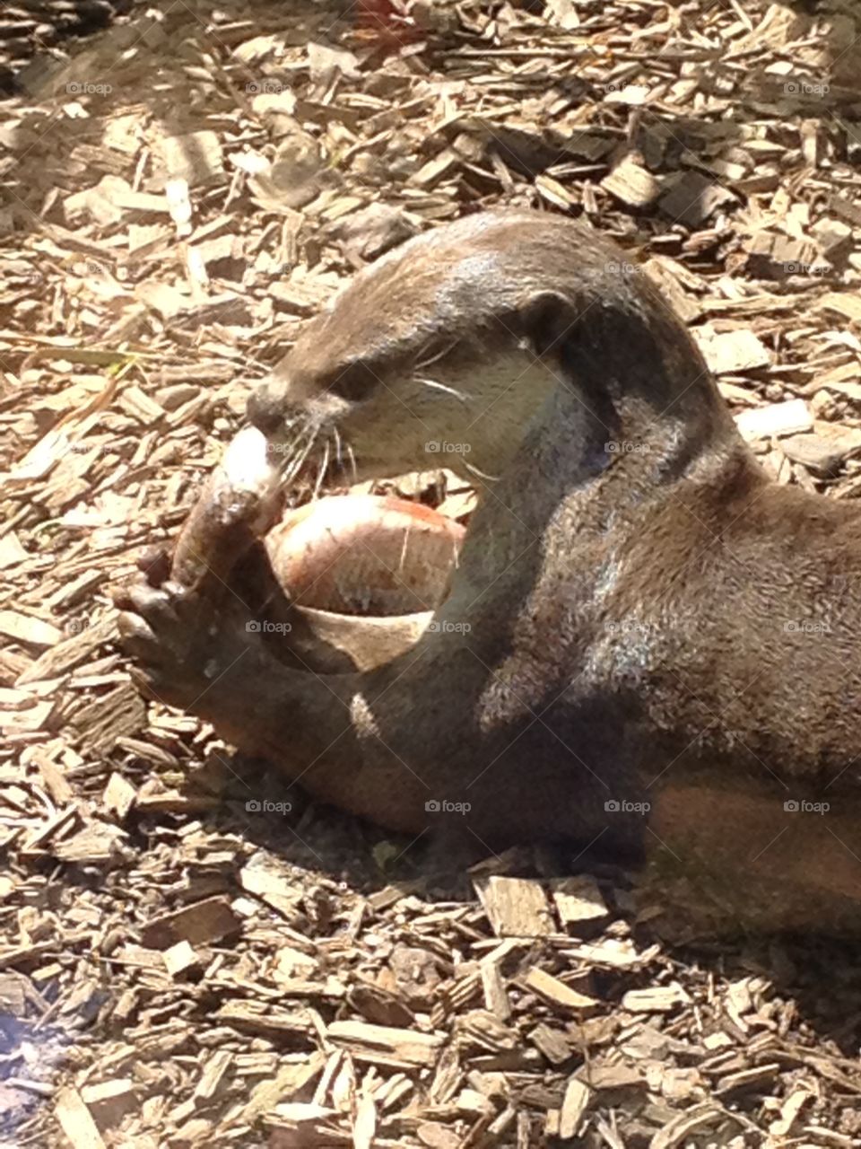Otter eating its lunch