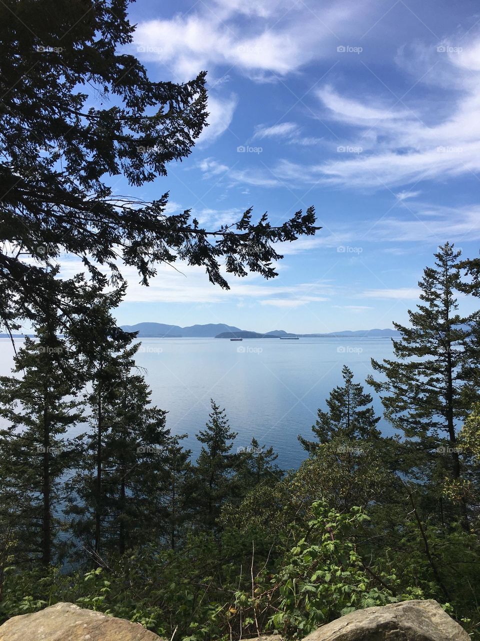 View of ocean through trees