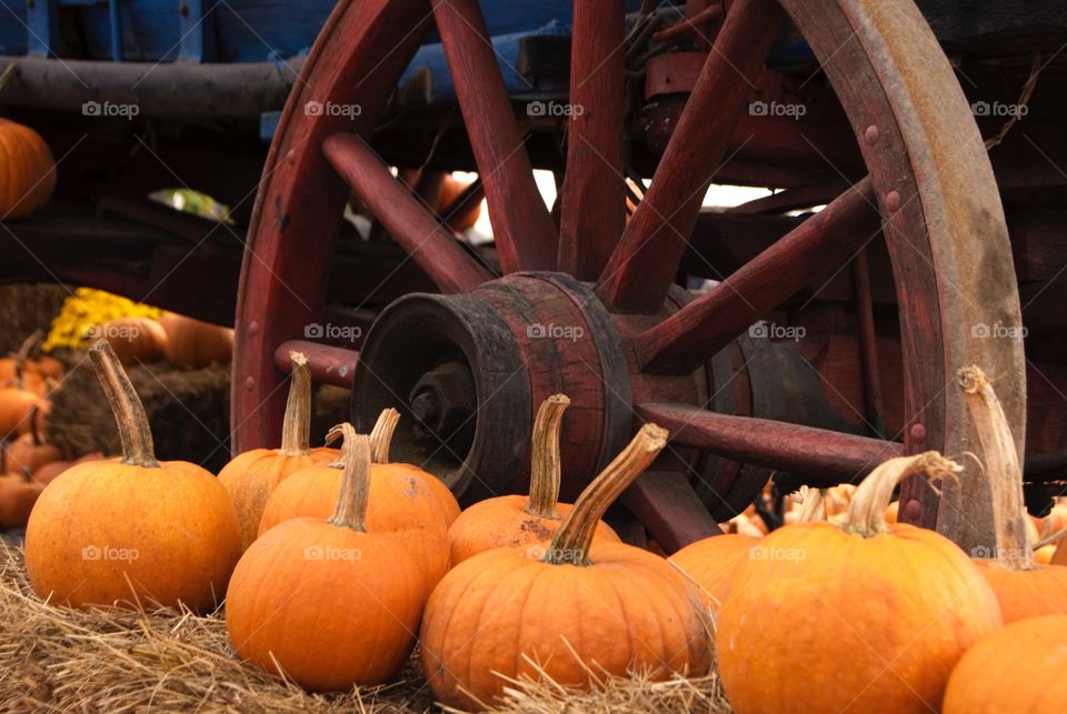 Pumpkins and Wagon Wheel