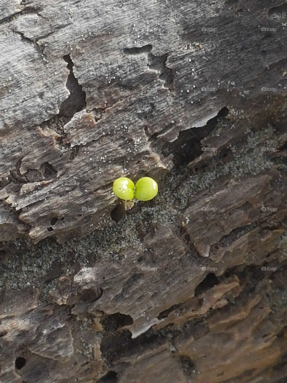 A tiny seed grows from drift wood on the beach. 
New life emerges against the odds.