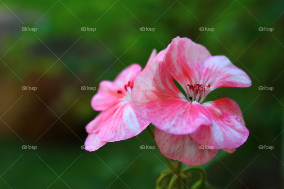 Geranium.