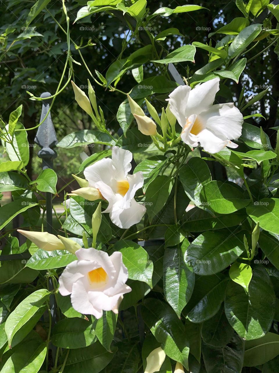 White Mandevilla flowers and buds blooming leaves foliage trellis backyard container patio plants 