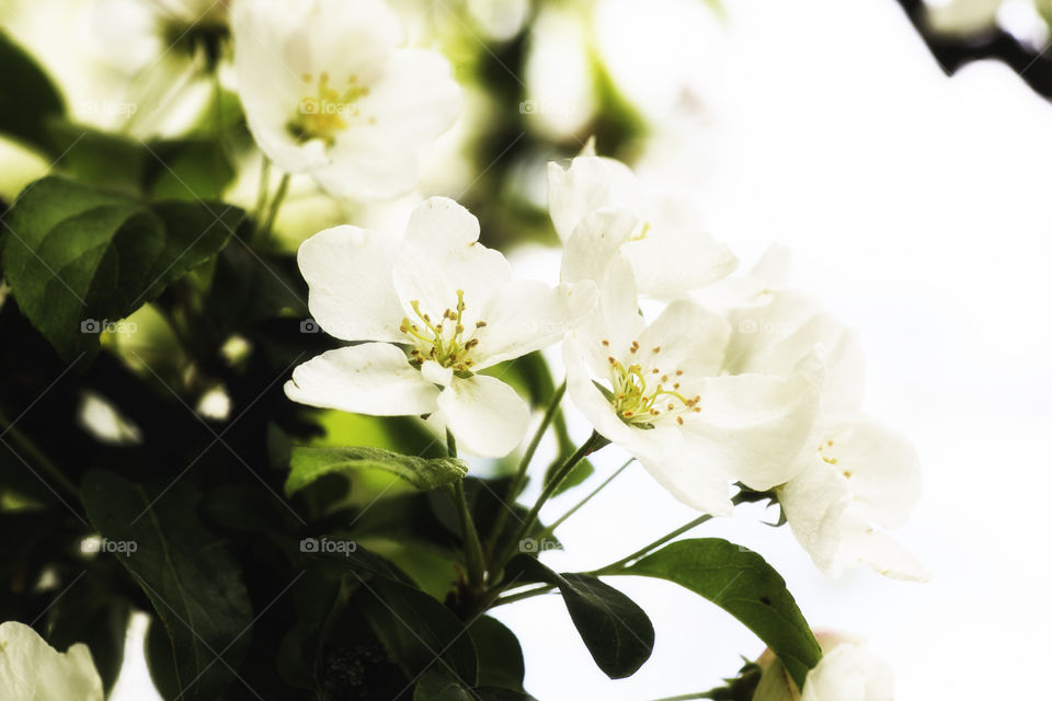 Close-up of cherry blossom on tree