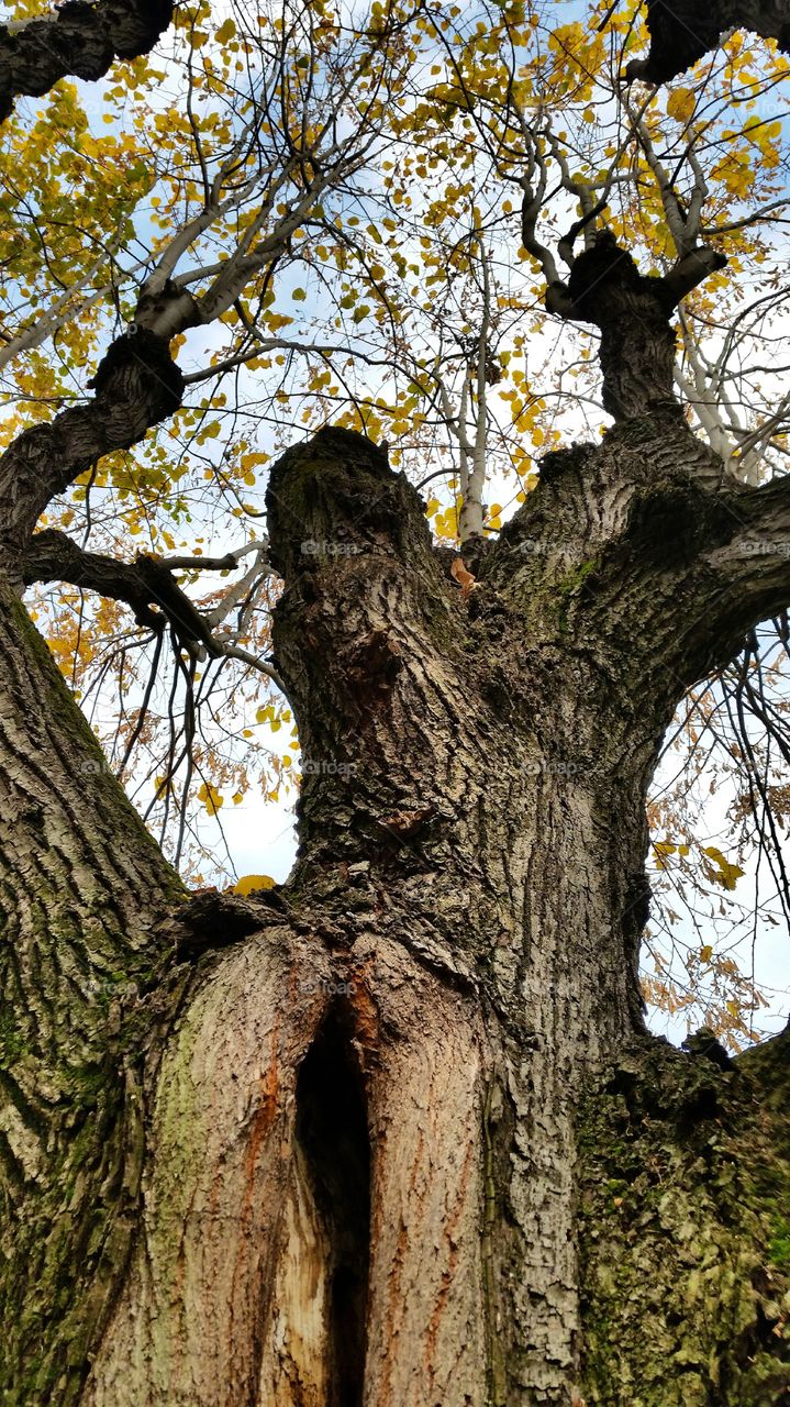 Close-up of a oak tree trunk