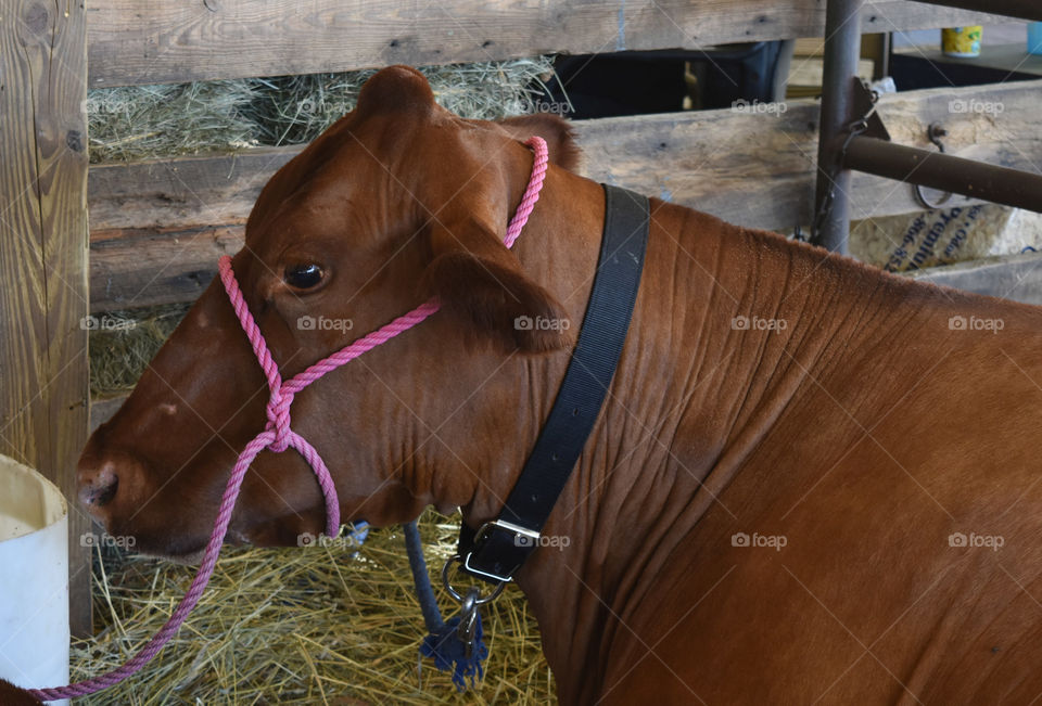 Cow resting at the county fair