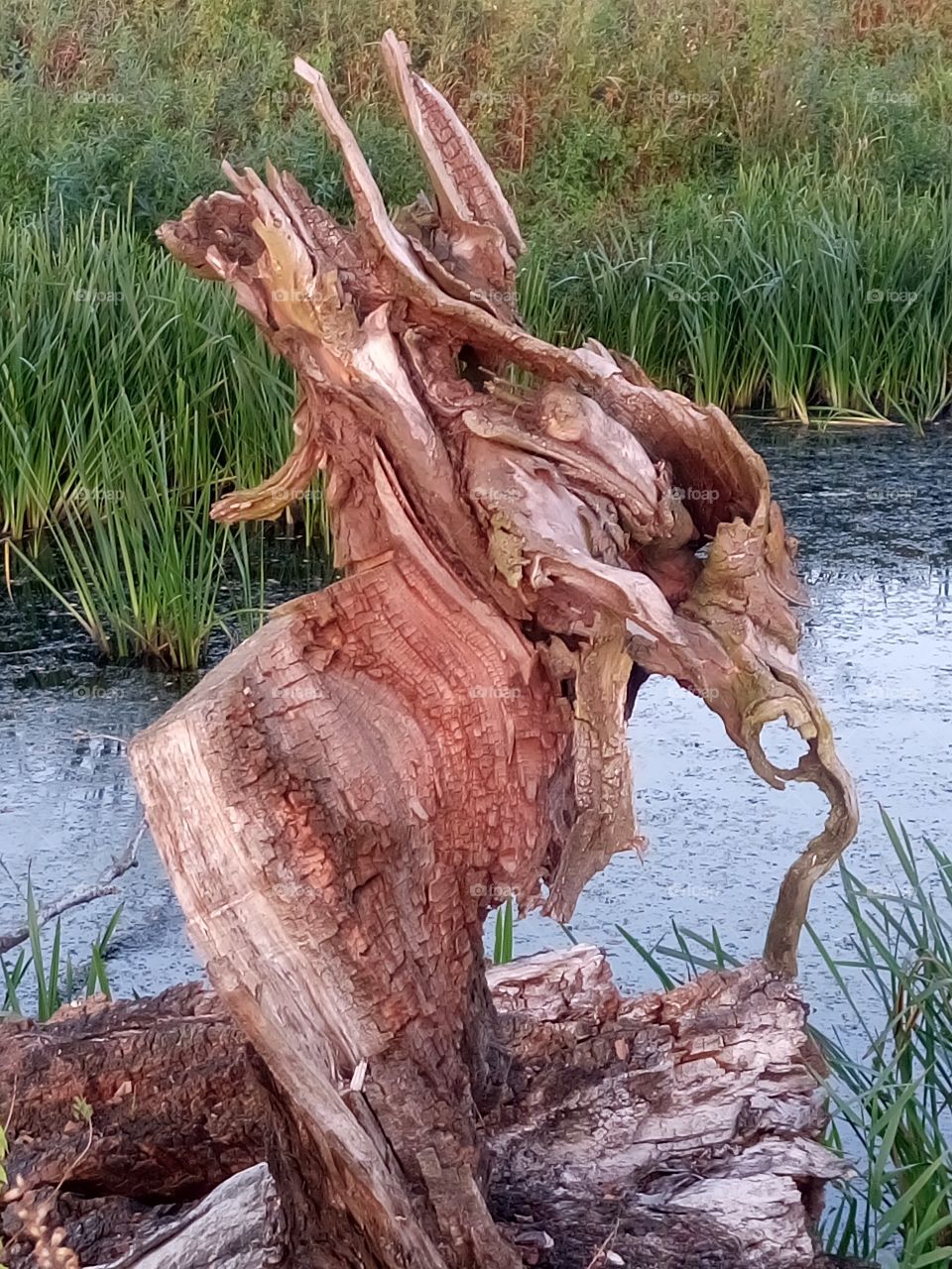 polish nature, dead tree at the river pool
