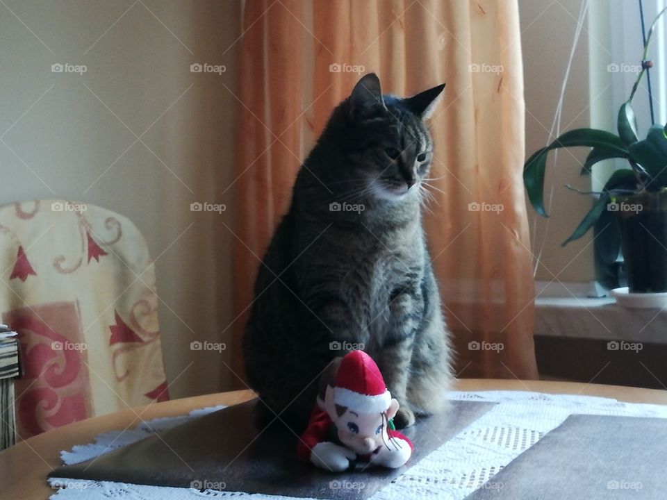 My cat and St. Claus
