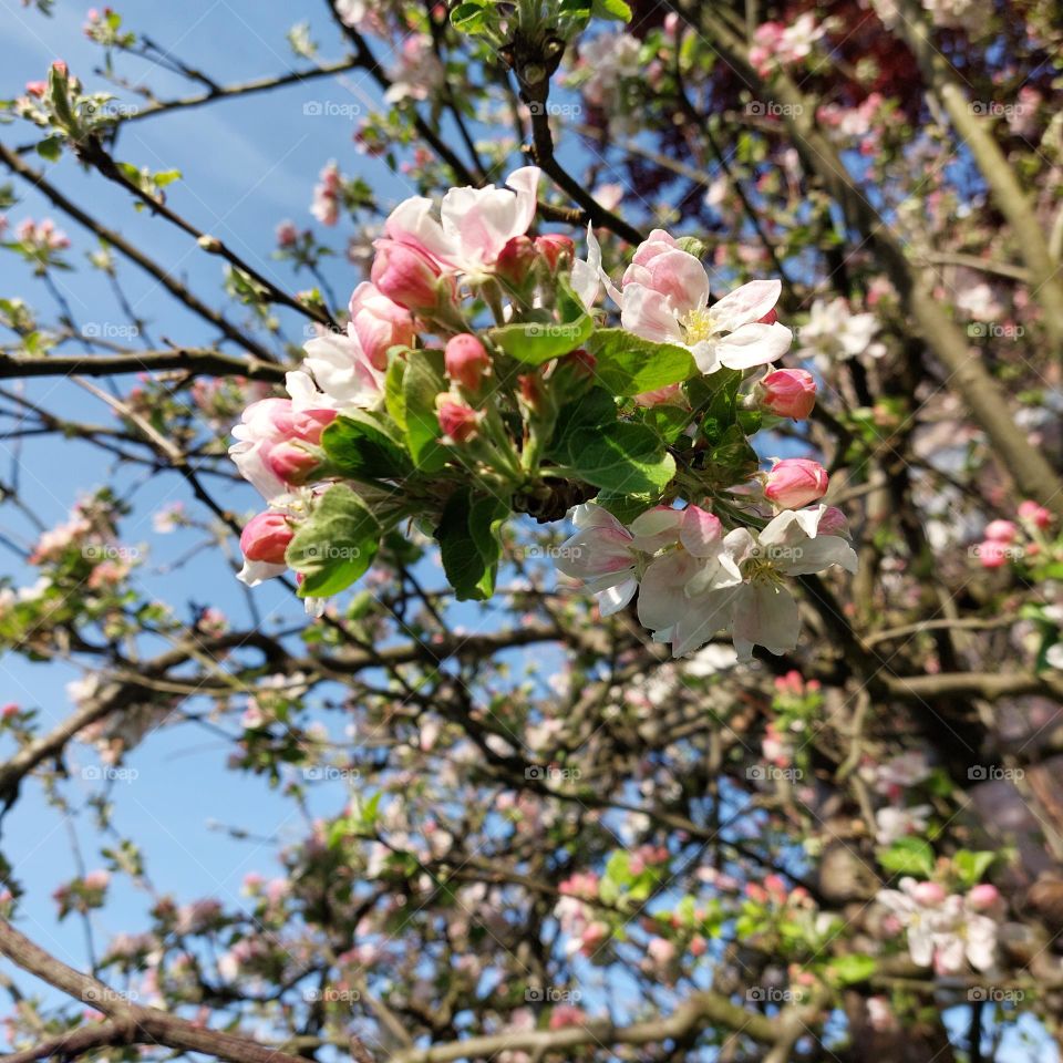 Spring blossom