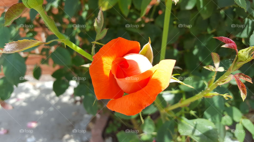 Close Up of Orange Rose