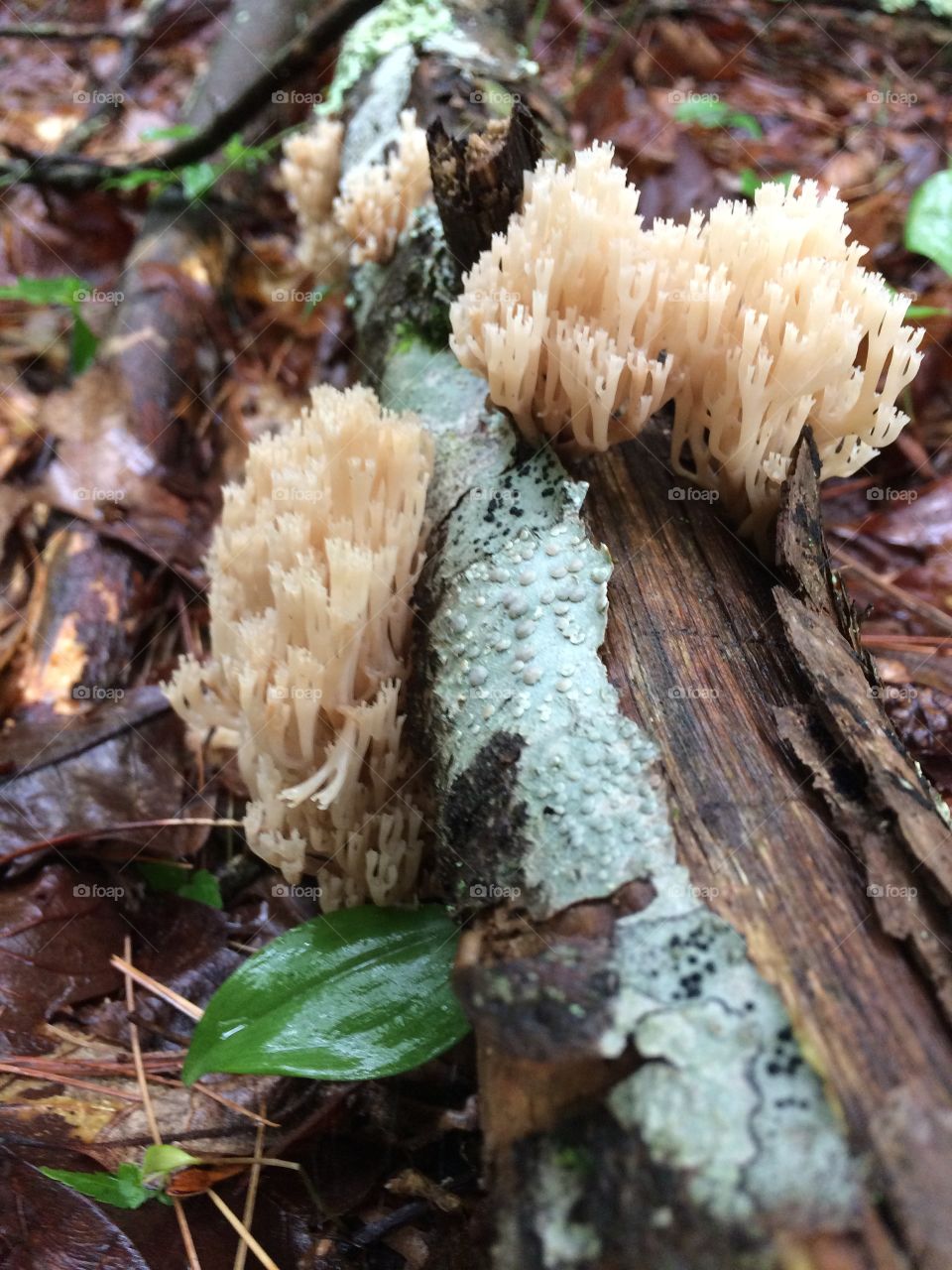 Coral mushrooms 