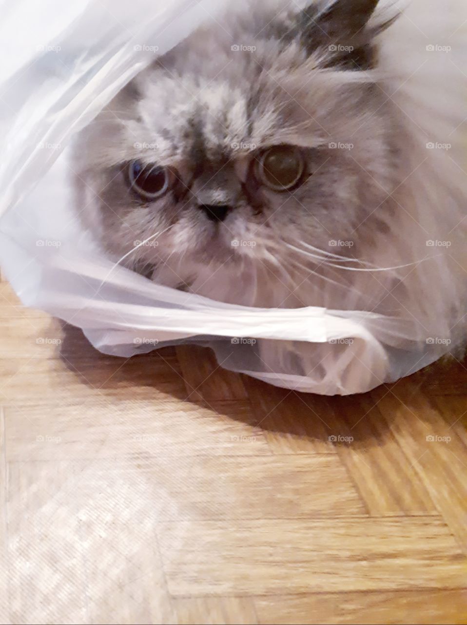 Cat in the package