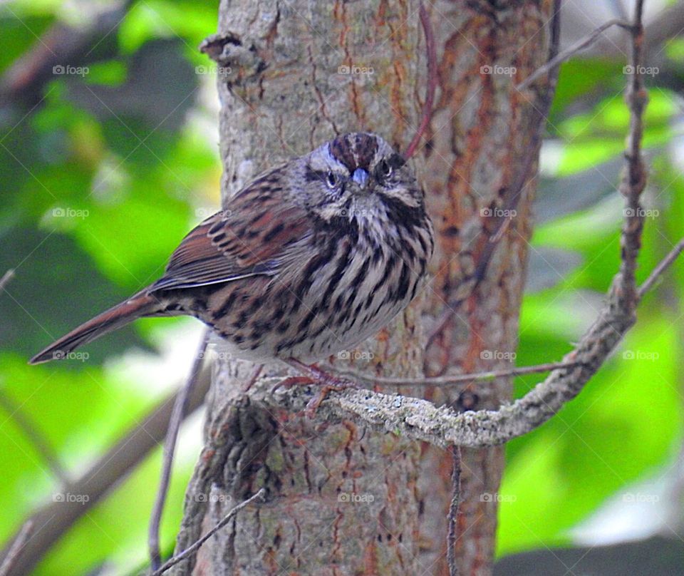 Song Sparrow
