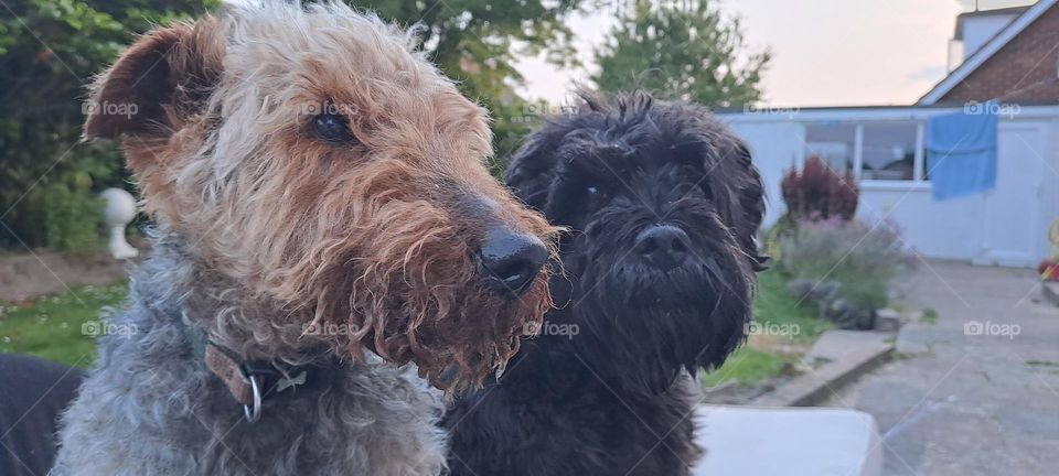 brothers from different mothers