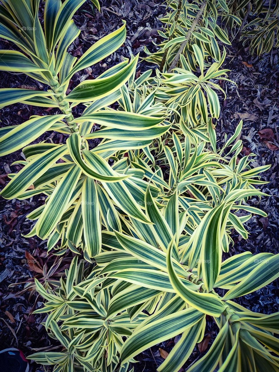 Dracaena Reflexa Song of India plant in Brisbane Australia