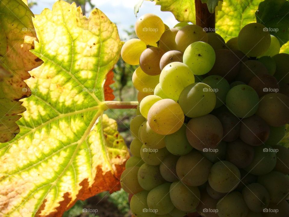 Grape