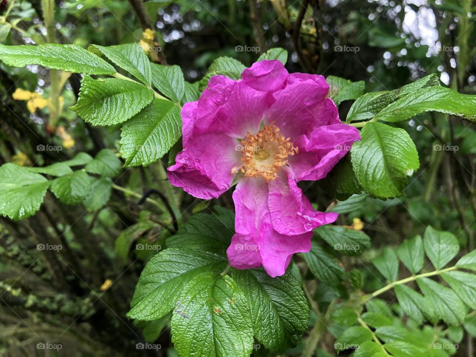 HD Photo Of a RoseHip Pink Flower | Nature Photo’s for Nature and Forest Lovers