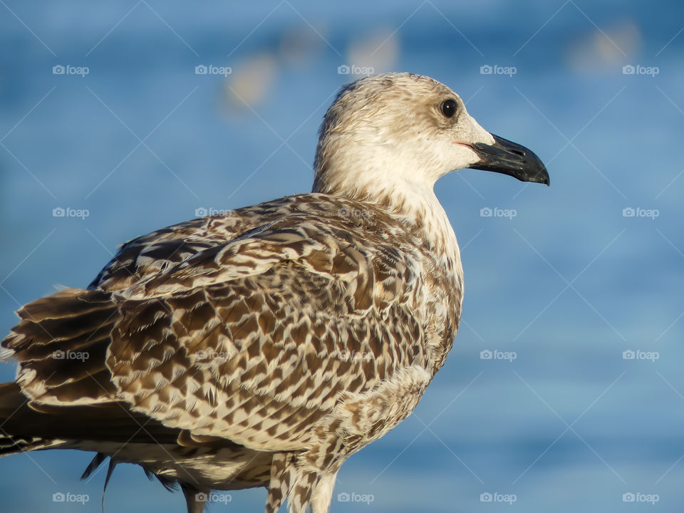 Seagull in Barcelona during a trip