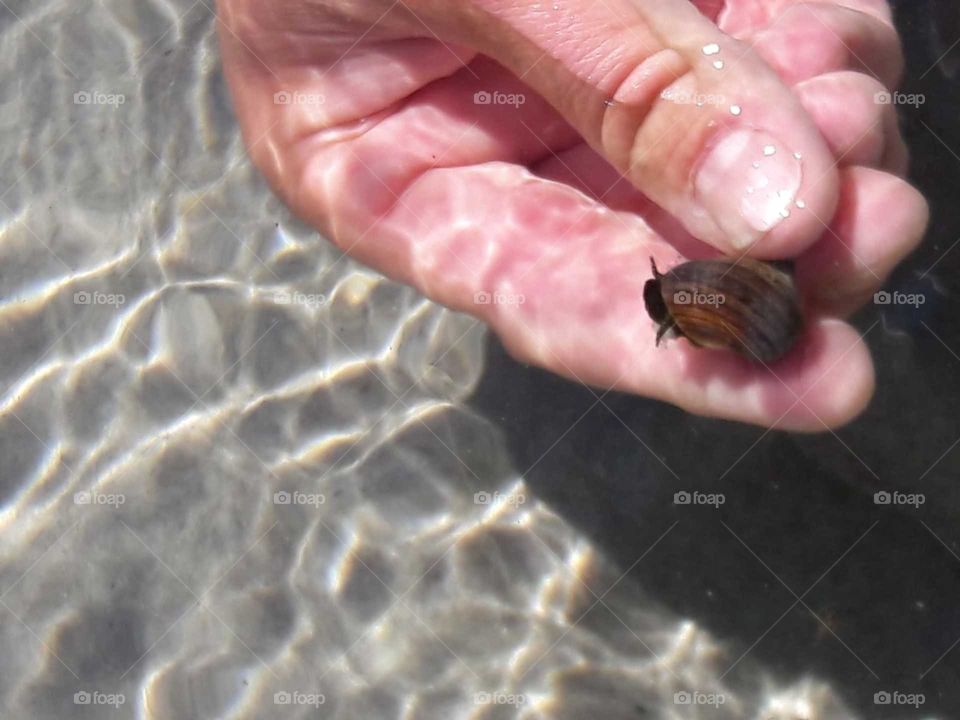 Baltic Sea snail 