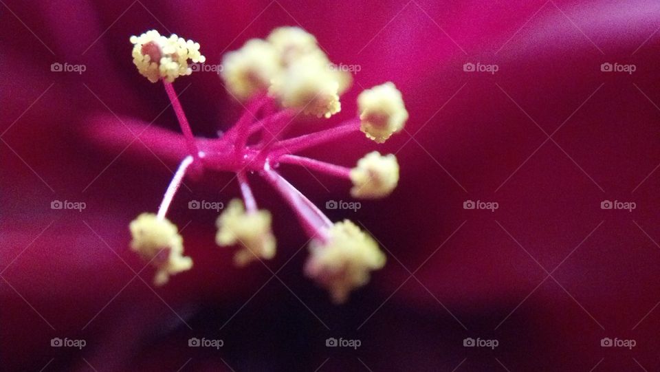 flower macro mexico ciudad gustavo díaz ordaz by alfonso_ivan