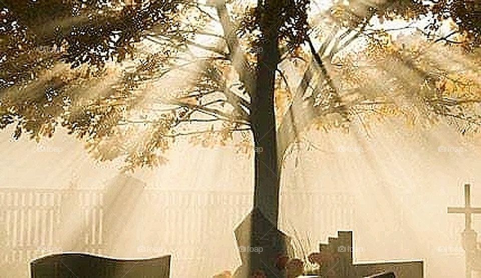 Cemetery tree