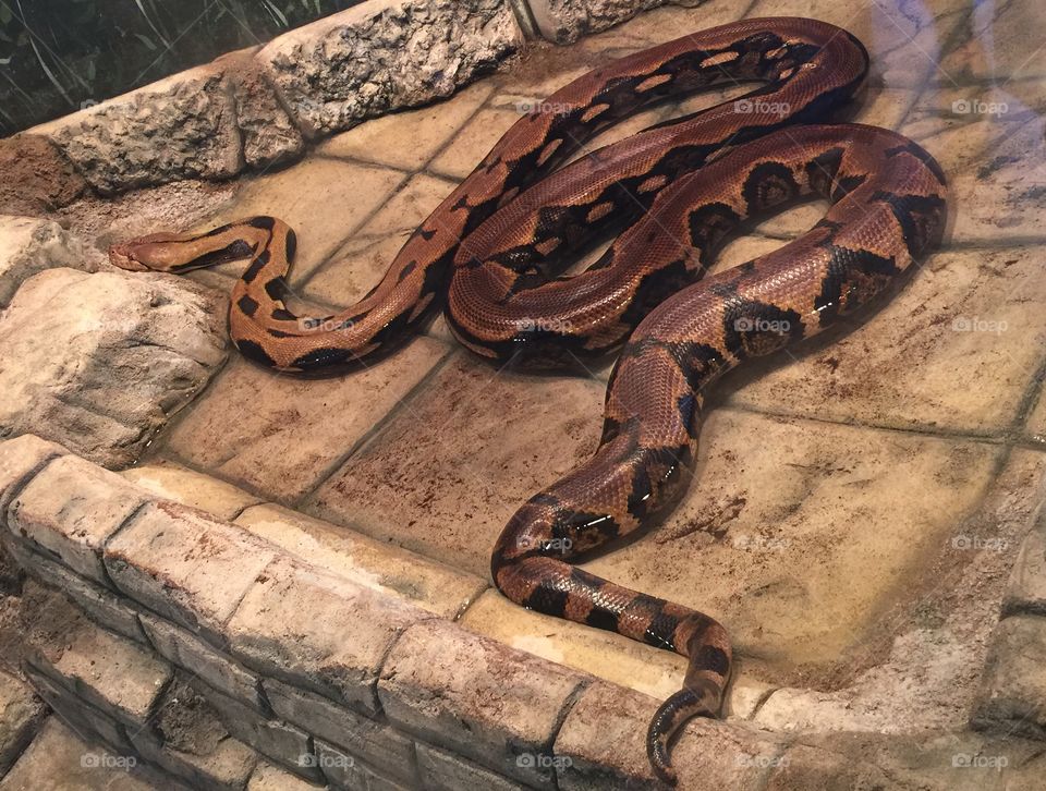 Boa Constrictor 