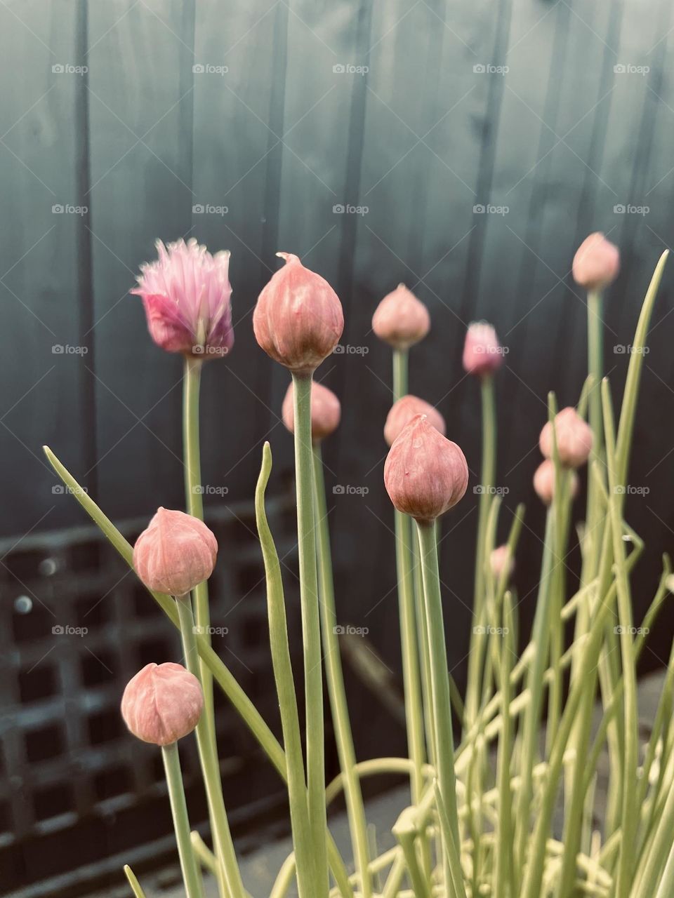 My chives growing with the arrival of a bit of warm sunshine at last 2024 💜