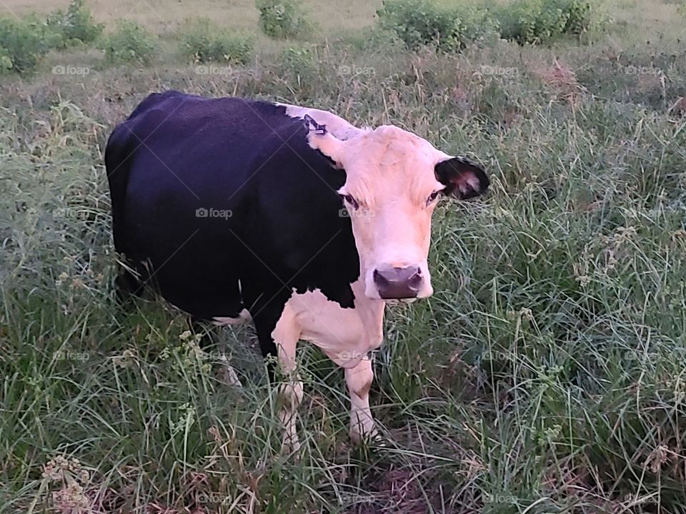 mama milk cow