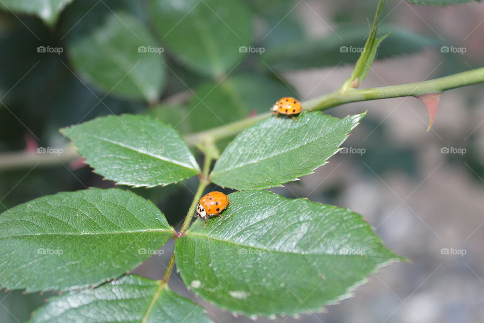 ladybugs