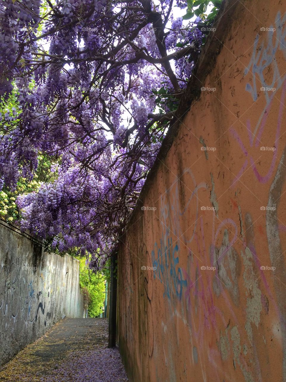 Purple flower tree over the alley