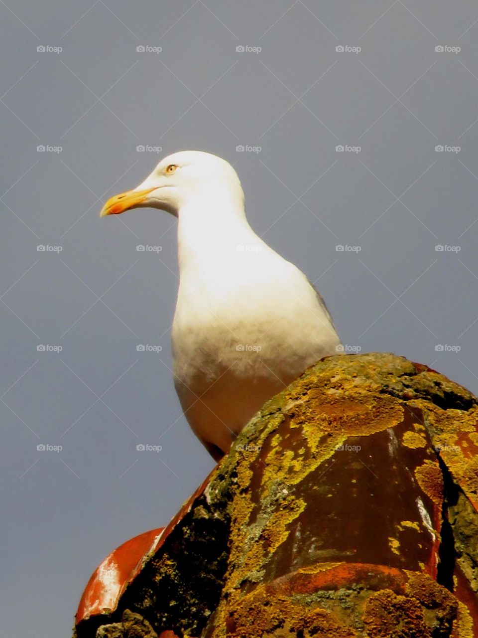 seagull